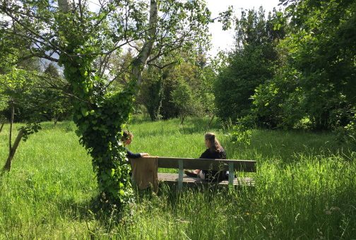 Dans Rennes Métropole, un quart des surfaces arborées se situent en ville