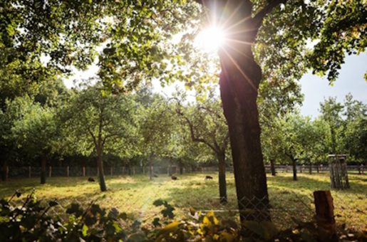 Bilans de la saison touristique estivale 2024 et de l’année 2023 dans Rennes Métropole 